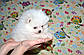 Біло-кремова мінідівчинка помірського шпиця, фото 3