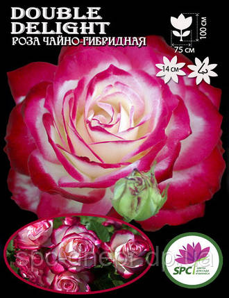 Троянда чайно-гібридна Double Delght, фото 1