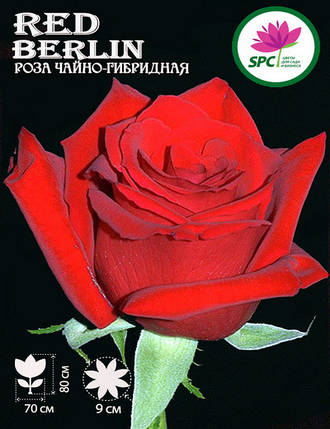 Троянда чайно-гібридна Red Berlin, фото 2