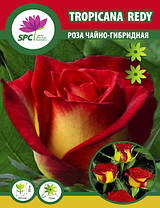 Троянда чайно-гібридна High Society(Tropicana Redy), фото 4