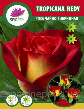Троянда чайно-гібридна Tropicana Redy, фото 1