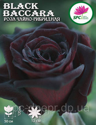 Троянда чайно-гібридна Black Baccara, фото 1