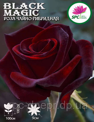 Троянда чайно-гібридна Black Magic, фото 2