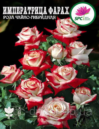 Троянда чайно-гібридна Imperatrice Farah, фото 1
