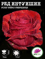 Роза чайно-гибридная Red Intuition