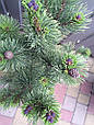 Сосна гірська Поль Малетер (Pinus mugo Pal Maleter), фото 3