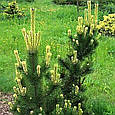 Сосна гірська Поль Малетер (Pinus mugo Pal Maleter), фото 2
