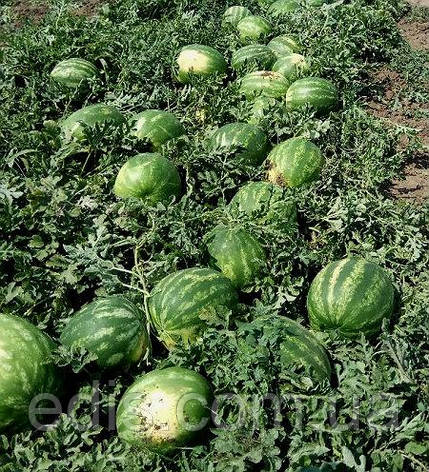 Кавун Талісман F2 1 г, насіння Яскрава, фото 2