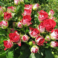 Саженцы розы мелкоцветная Руби Стар класс А