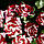Саджанці троянди дрібноквіткова Найт Флеш клас А, фото 2