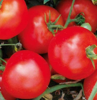 Насіння томату детермінантного 1502 F1 ранній, (5000 нас.) Lark Seeds
