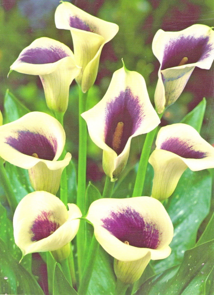 Клубень Кала Picasso 1 шт., фото 1