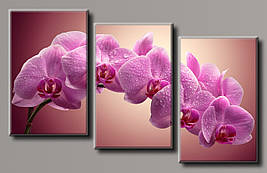 Модульна картина на полотні з 3 частин "Рожева орхідея"