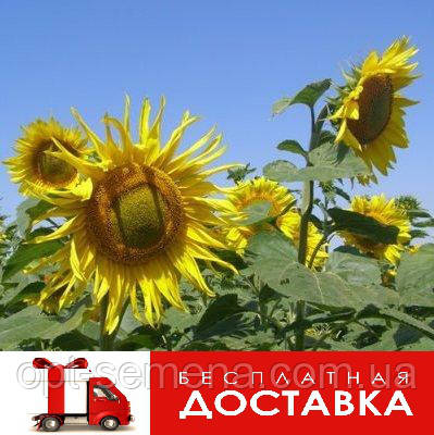 Насіння соняшника "Орфей", фото 1