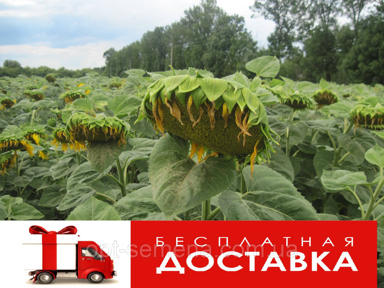 Насіння соняшника Аламо (Агроспецьпроєкт) , фото 1