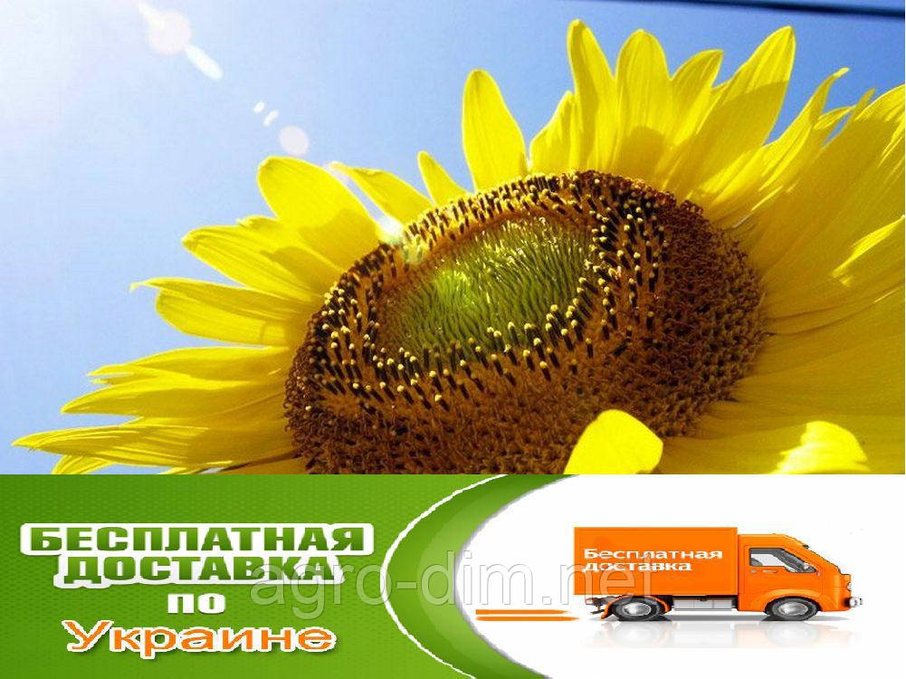 Насіння соняшнику Аламо