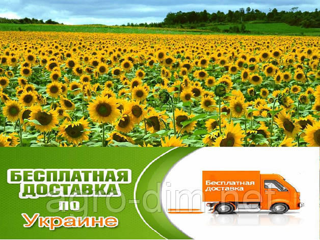 Насіння соняшнику «Орфей», фото 2
