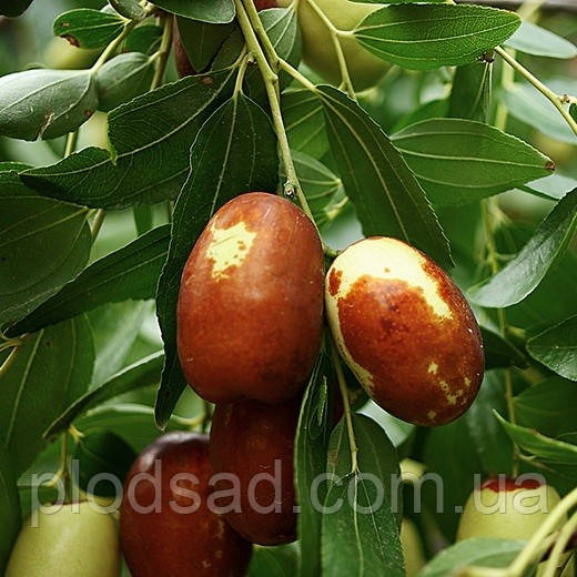 Саджанці зизифусу Китайський 2 (привитий)