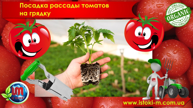 вирощування томатов_устройство для посадки рассады_органические добриво для томатів