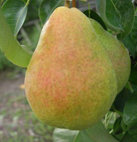 Саджанці груші "Мелліна", фото 1