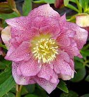 Морозник восточный " Дубле Эллен Пинк " \ Helleborus "Double Ellen Pink " ( саженцы розсада )