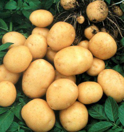 Картопля Гранада 1 репродукція