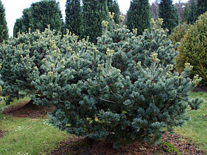 Сосна звичайна Ватерері (Pinus sylvestris Watereri)