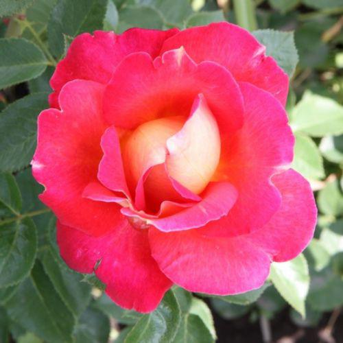 Саджанці троянди паркова Павлиный Очей клас А, фото 1