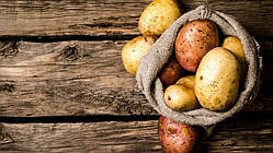 <unk> Бу сортувач картоплі 3-5 т/год Schouten Trio
