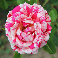 Саджанці троянди паркова Пападжена клас А