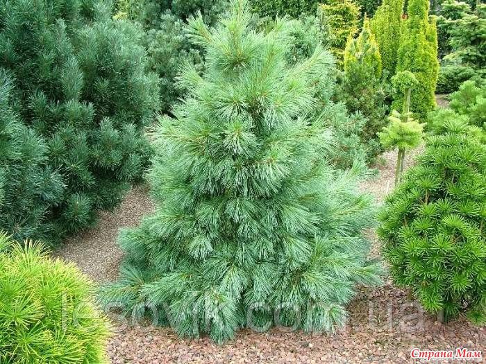 Сосна Шверіна 'Вітхорст'   Pinus schwerinii 'Wiethorst',