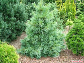 Сосна Шверіна 'Вітхорст'   Pinus schwerinii 'Wiethorst',