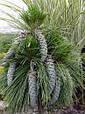 Сосна Шверіна 'Вітхорст'   Pinus schwerinii 'Wiethorst',, фото 2