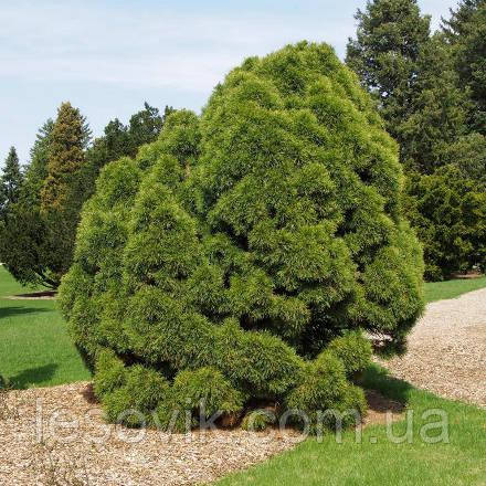 Сосна звичайна Глобоза Вірідіз (Pinus sylvestris Globosa Viridis)