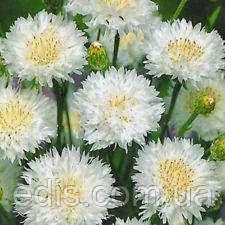 Волошка махрова біла 0,5 г, насіння Яскрава