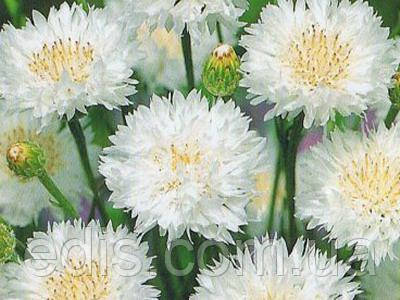 Волошка махрова біла 0,5 г, насіння Яскрава, фото 2