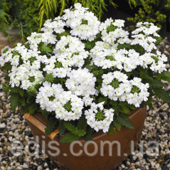 Вербена гібридна Біла 0,1 г, насіння Яскрава