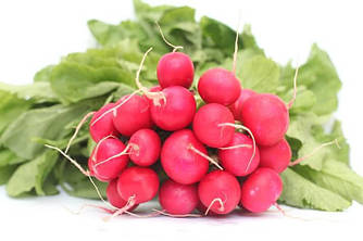 Редис Силезія 15 г Agromaksi