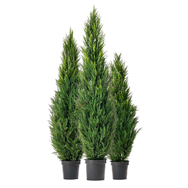 Саджанці хвойних рослин