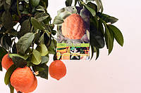 Лайм Россо / Красный лайм (Lima Rosso, Citrus Red Lime) Комнатный