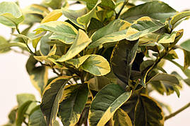 Лимон Варієгатний (C.limon "Folis variegatis) до 20 см. Кімнатний
