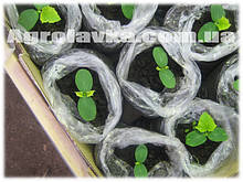 Поліетиленовий рукав для розсади