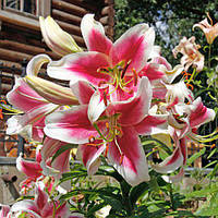 Цибулини ЛІЛІЇ з гігантською квіткою Candy Club (1 шт.)