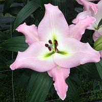 Цибулини ЛІЛІЇ з гігантськими квітами Macerata (1 шт.)