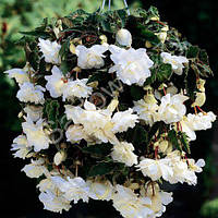 Бульби БЕГОНІЯ ампельна каскад Біла 5 / +