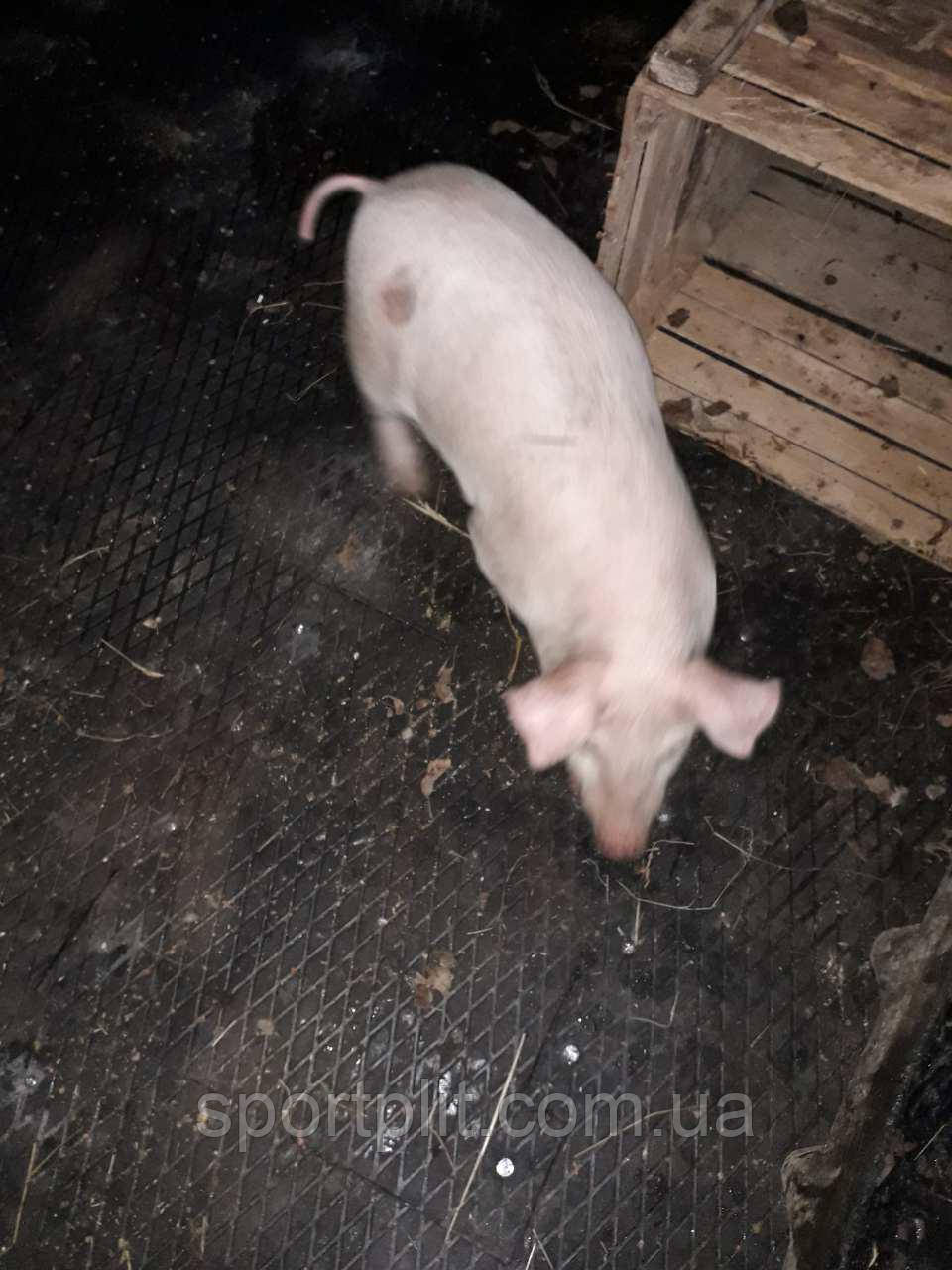 Гумова плитка для сільського господарства, фото 1