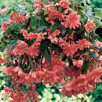 Бульби БЕГОНІЯ ампельна каскад Лососева 5 / +