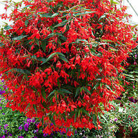 Бульби БЕГОНІЯ ампельна каскад Помаранчева 5 / +