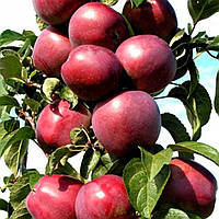 Саджанці колоновидної яблуні "Останкіно"