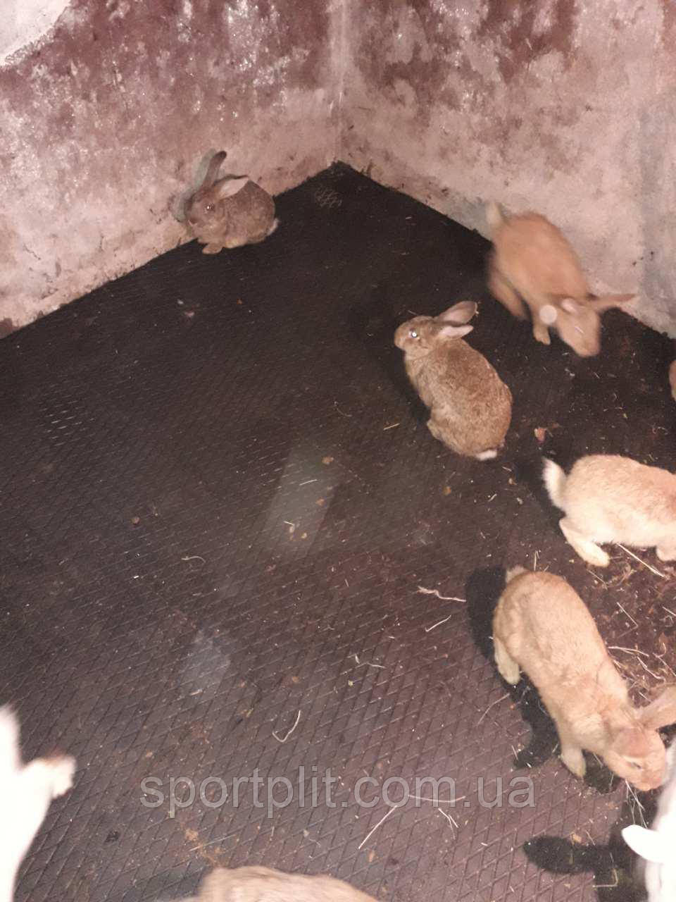 Гумова плитка для тварин, фото 1